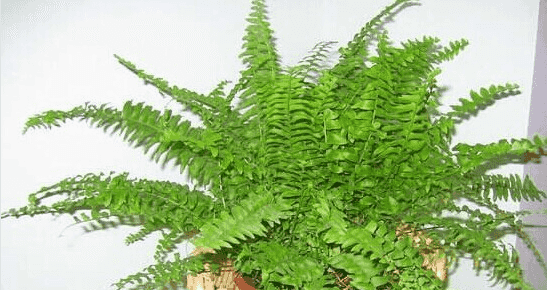 推荐几种吸收甲醛的植物。